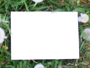 Metin alanı kopyalama alanı olan üst görünüm çerçevesi. Yeşil yaprak ve karahindiba ile kağıt kart. Reklam kartı ya da davetiye için boş ekran. Düz yatıyordu. Doğa konsepti.