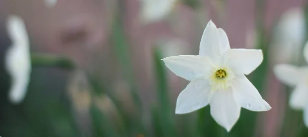 Bela Primavera Natureza Fundo Com Flores Daffodil Foco Seletivo Daffodils — Fotografia de Stock