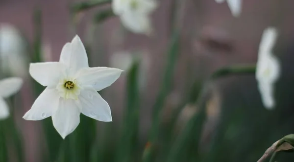 Bela Primavera Natureza Fundo Com Flores Daffodil Foco Seletivo Daffodils — Fotografia de Stock