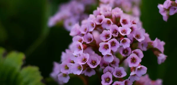 ピンクの花の質感のバナー コピースペース付き春の背景 — ストック写真