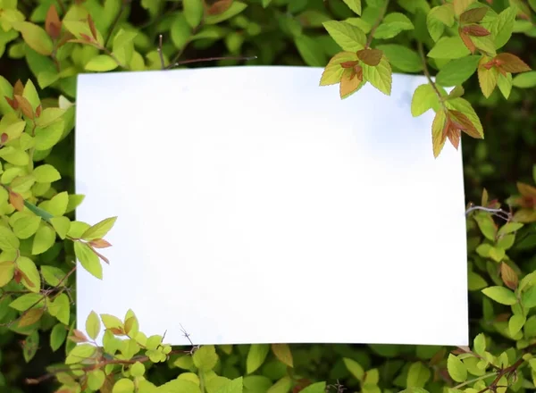 Yeşil yaprakların kağıt kart modeli. Çiçeklerden ve kağıt kart notlarıyla yapılmış yaratıcı bir düzen. Düz yatıyordu. Doğa konsepti.