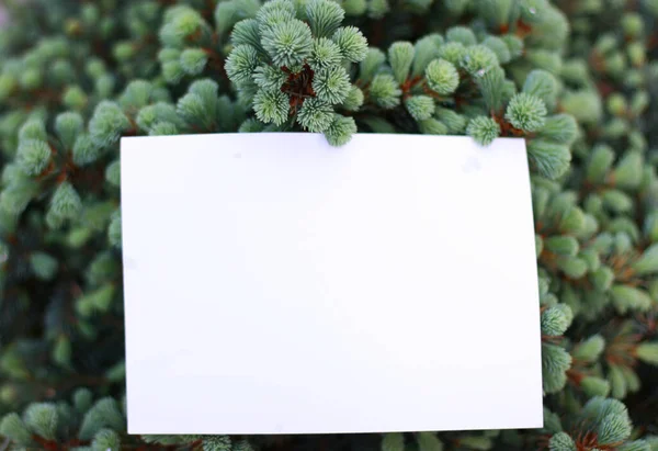 Papírtiszta Zöld Levelek Zöld Mint Keret Tavaszi Határzöld Virág Felülnézetből — Stock Fotó