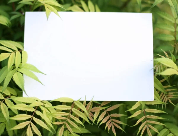 Paper card mockup on a green leaves.Creative layout made of flowers and leaves with paper card note. Flat lay. Nature concept.