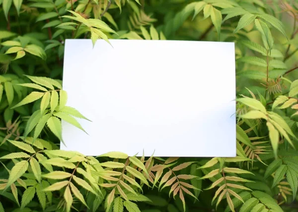 Yeşil Yaprakların Kağıt Kart Modeli Çiçeklerden Kağıt Kart Notlarıyla Yapılmış — Stok fotoğraf