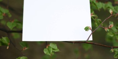 Yeşil yaprakların kağıt kart modeli. Çiçeklerden ve kağıt kart notlarıyla yapılmış yaratıcı bir düzen. Düz yatıyordu. Doğa konsepti.