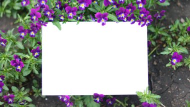 Yeşil arka planda nonoş çiçekleri ve boş kağıt çarşaflar. Bahar sınırı yeşil çiçeği, üst manzara. Metnin için boş şablon, düz yat.