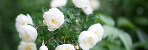 Rosas Selvagens Flores Primavera Florescendo Close Com Espaço Para Texto — Fotografia de Stock