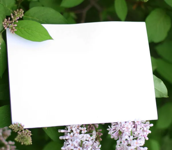 绿叶和淡紫色花朵上的纸制卡片模型 用花和叶子做成的有纸制卡片标注的创造性布局 平躺在床上自然概念 — 图库照片