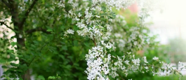Virágzó Almafák Tavasszal Természetben Szabadban Fehér Alma Virágok Csodálatos Színes — Stock Fotó