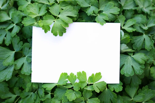 Paper card mockup on a green leaves.Creative layout made of flowers and leaves with paper card note. Flat lay. Nature concept.