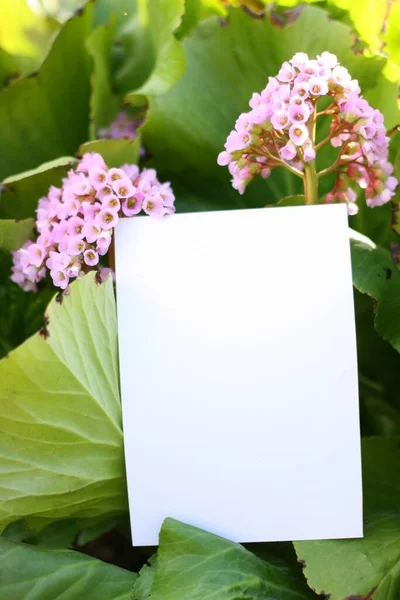 Prázdná Papírová Karta Rámečkem Růžových Květin Zeleném Pozadí Shora Plochý — Stock fotografie