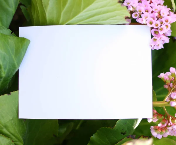 白纸卡片 框架粉红色的花 绿色背景从上方 平铺风格 案文的篇幅 — 图库照片