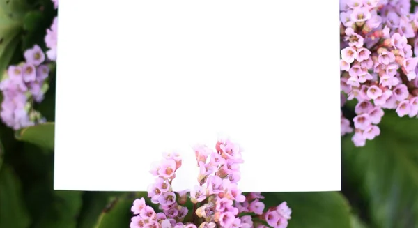 Papierowa Makieta Zielonych Liściach Liliowych Kwiatach Kreatywny Układ Wykonany Kwiatów — Zdjęcie stockowe