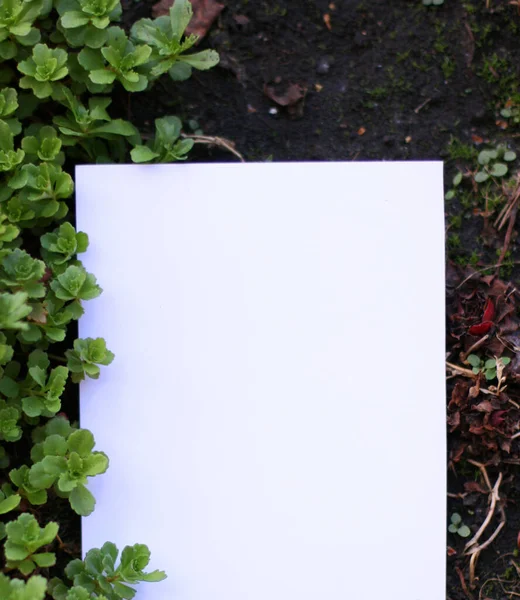 绿叶上空白的纸 绿草为框架 春边绿花 顶视图 空白模板为您的文字 — 图库照片