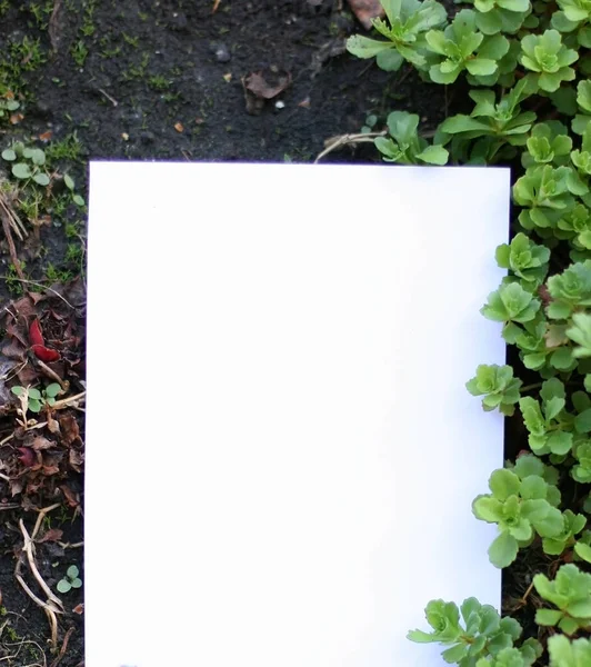 绿叶上空白的纸 绿草为框架 春边绿花 顶视图 空白模板为您的文字 — 图库照片