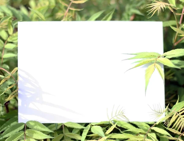 绿叶上的纸制卡片 用花和叶子做成的有纸制卡片的创造性布局 平躺在床上自然概念 — 图库照片