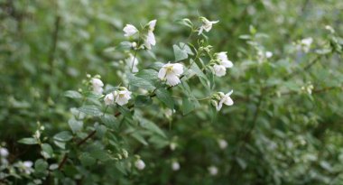 Yeşil arka planda beyaz çiçekler. Çiçekleri olan güzel bir arkaplan ve metin için boş alan.