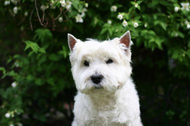 Batı Highland Beyaz Teriyer Köpeği çimlerin üzerinde oturuyor