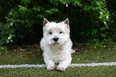 Batı Highland Beyaz Teriyer Köpeği çimlerin üzerinde oturuyor