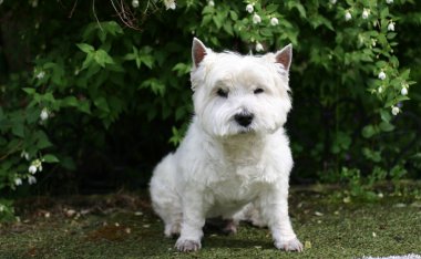 Batı Highland Beyaz Teriyer Köpeği çimlerin üzerinde oturuyor