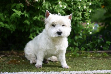 Batı Highland Beyaz Teriyer Köpeği çimlerin üzerinde oturuyor