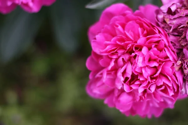 Foto Flores Pião Rosa Jardim Com Fundo Verde Conceito Verão — Fotografia de Stock