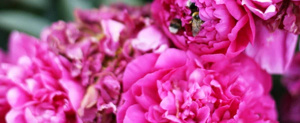 Фото Квітів Рожевих Піонів Саду Зеленим Фоном Літня Концепція Квітковий — стокове фото