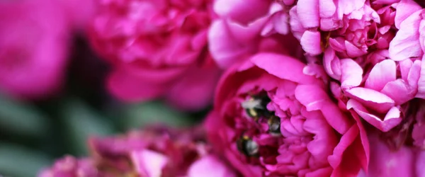 Bahçede Yeşil Arka Planı Olan Pembe Pion Çiçeklerinin Fotoğrafı Yaz — Stok fotoğraf