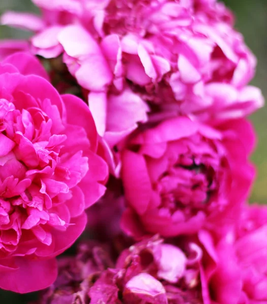 Foto Flores Pião Rosa Jardim Com Fundo Verde Conceito Verão — Fotografia de Stock