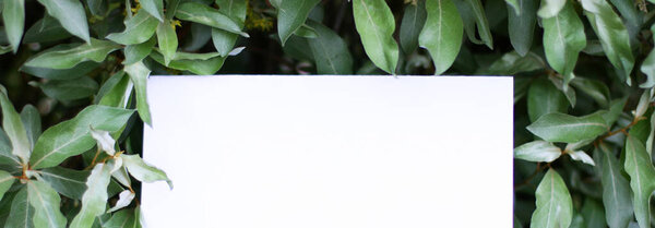 Макет бумажной карточки на зеленых листьях. Творческая компоновка из цветов и листьев с бумажной карточкой. Плоский лежал. Концепция природы.