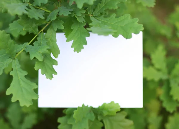 橡木叶框与空间 绿叶上的纸制卡片 用花和叶子做成的有纸制卡片的创造性布局 平躺在床上自然概念 — 图库照片