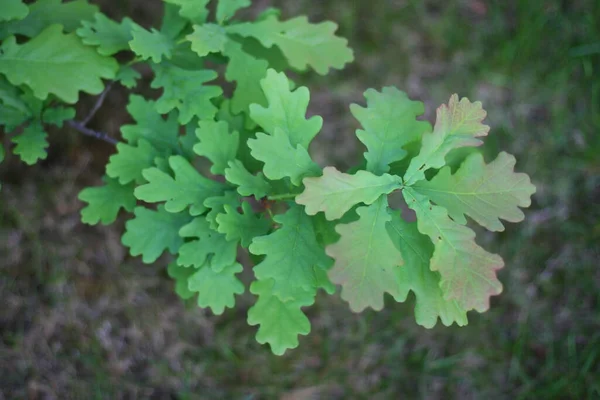 Yeşil Meşe Yaprakları Fotokopi Alanı Doğa Arkaplanı — Stok fotoğraf