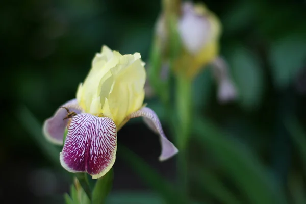 Fiori Gialli Purpurei Iris Sfondo Verde Bel Sfondo Con Fiori — Foto Stock