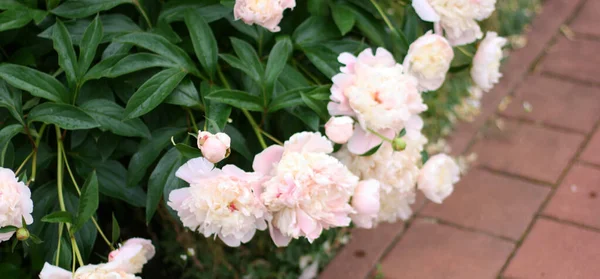 Foto Van Roze Pion Bloemen Tuin Met Groene Achtergrond Zomer — Stockfoto