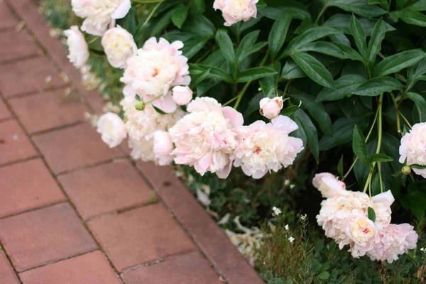 Foto Van Roze Pion Bloemen Tuin Met Groene Achtergrond Zomer — Stockfoto