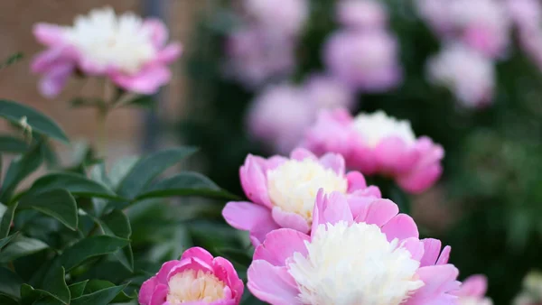 Foto Van Roze Pion Bloemen Tuin Met Groene Achtergrond Zomer — Stockfoto