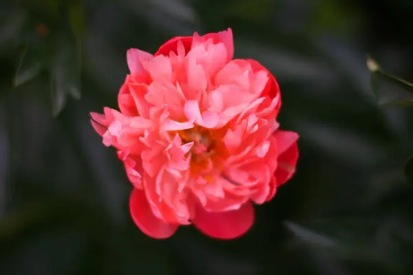 Foto Flores Pião Rosa Jardim Com Fundo Verde Conceito Verão — Fotografia de Stock