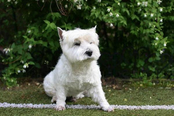 West Highland White Terrier Perro Sentado Hierba — Foto de Stock