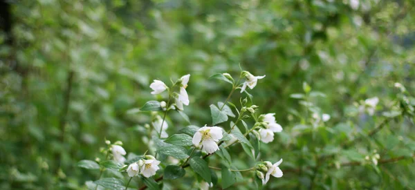 Fleurs Blanches Sur Fond Vert Bel Arrière Plan Avec Des — Photo