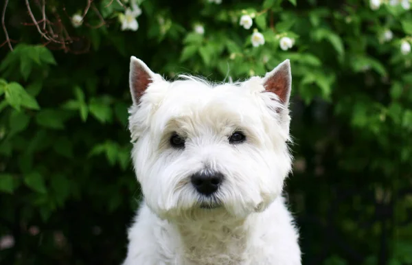 Batı Highland Beyaz Teriyer Köpeği Çimlerin Üzerinde Oturuyor — Stok fotoğraf