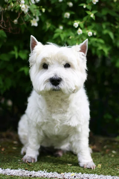 Batı Highland Beyaz Teriyer Köpeği Çimlerin Üzerinde Oturuyor — Stok fotoğraf