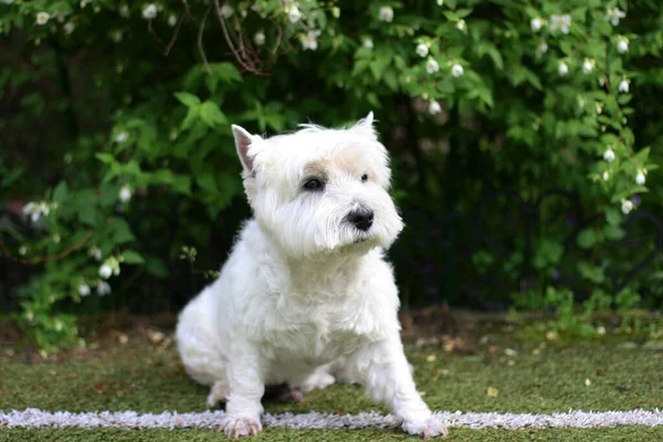 West Highland White Terrier Dog Seduto Sull Erba — Foto Stock