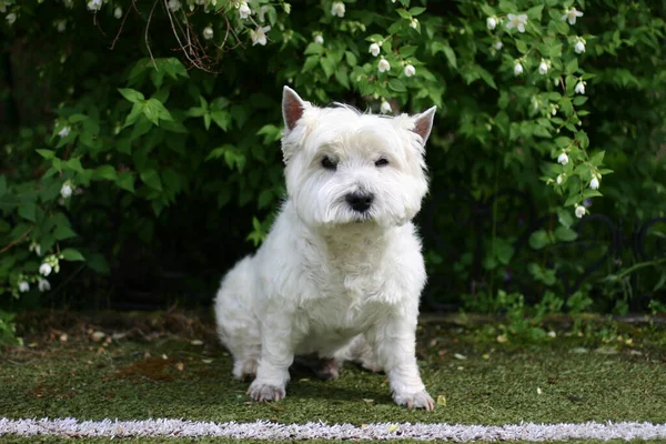 West Highland White Terrier Perro Sentado Hierba —  Fotos de Stock