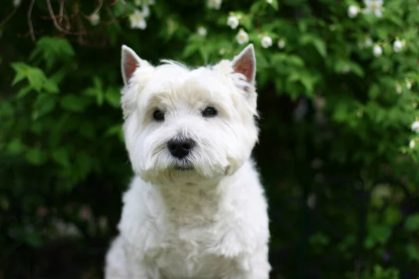 West Highland White Terrier Perro Sentado Hierba —  Fotos de Stock