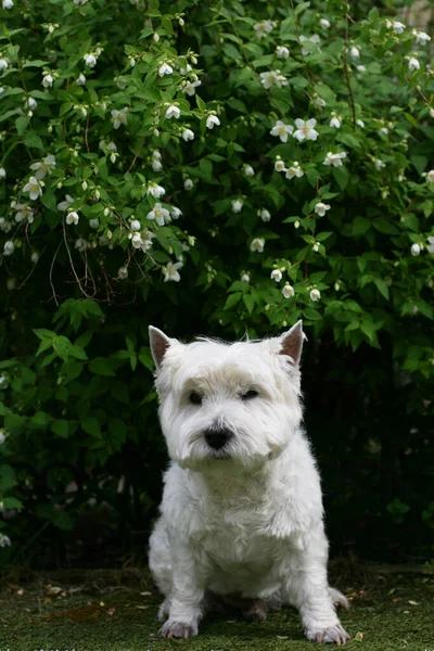 West Highland White Terrier Dog Seduto Sull Erba — Foto Stock