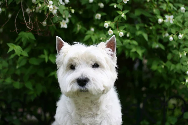West Highland White Terrier Perro Sentado Hierba — Foto de Stock