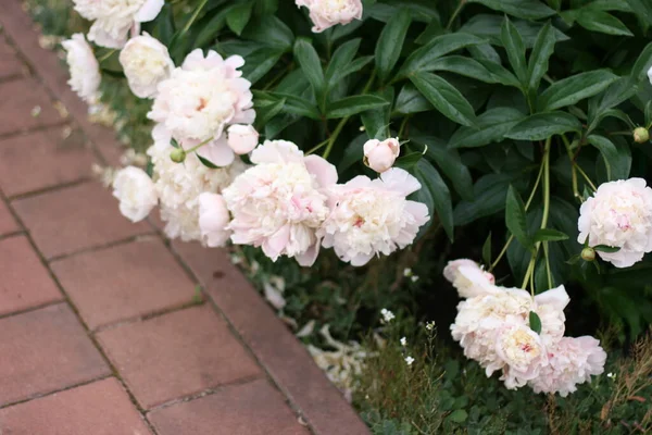 Foto Flores Pião Rosa Jardim Com Fundo Verde Conceito Verão — Fotografia de Stock