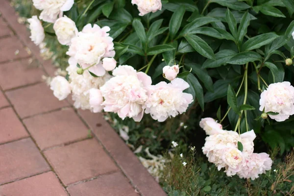 Foto Van Roze Pion Bloemen Tuin Met Groene Achtergrond Zomer — Stockfoto