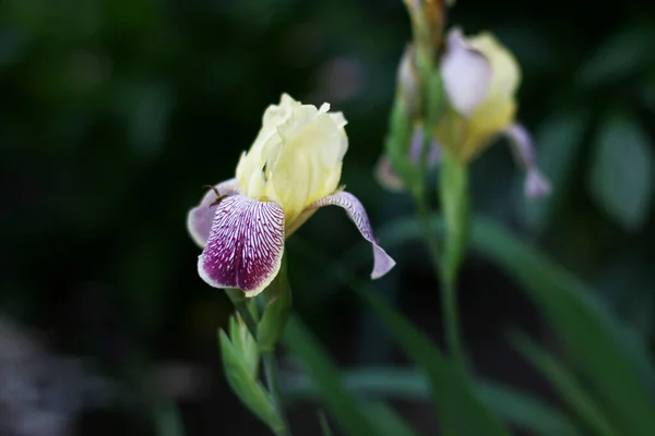 Fiori Gialli Purpurei Iris Sfondo Verde Bel Sfondo Con Fiori — Foto Stock