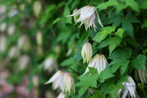 Fleurs Blanches Sur Fond Vert Bel Arrière Plan Avec Des — Photo